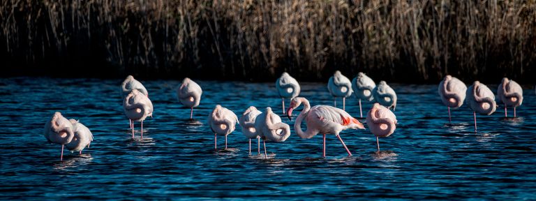 bandeau-biodiversite