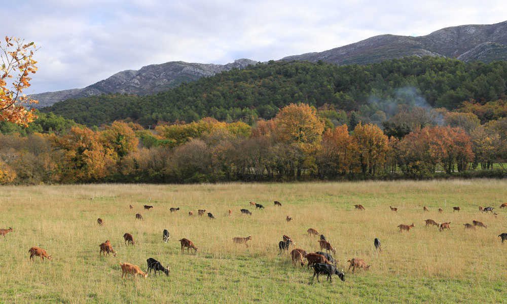 Vauvenargues-1