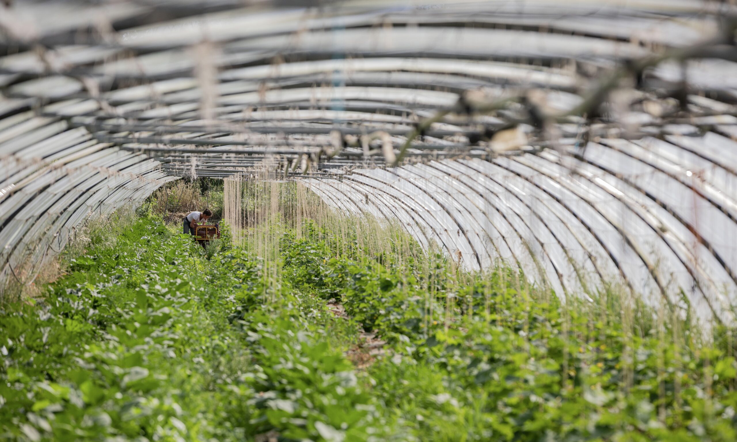 Exploitation agricole "Ma Saison Legumes et fruits AB" - Salon-de-Provence