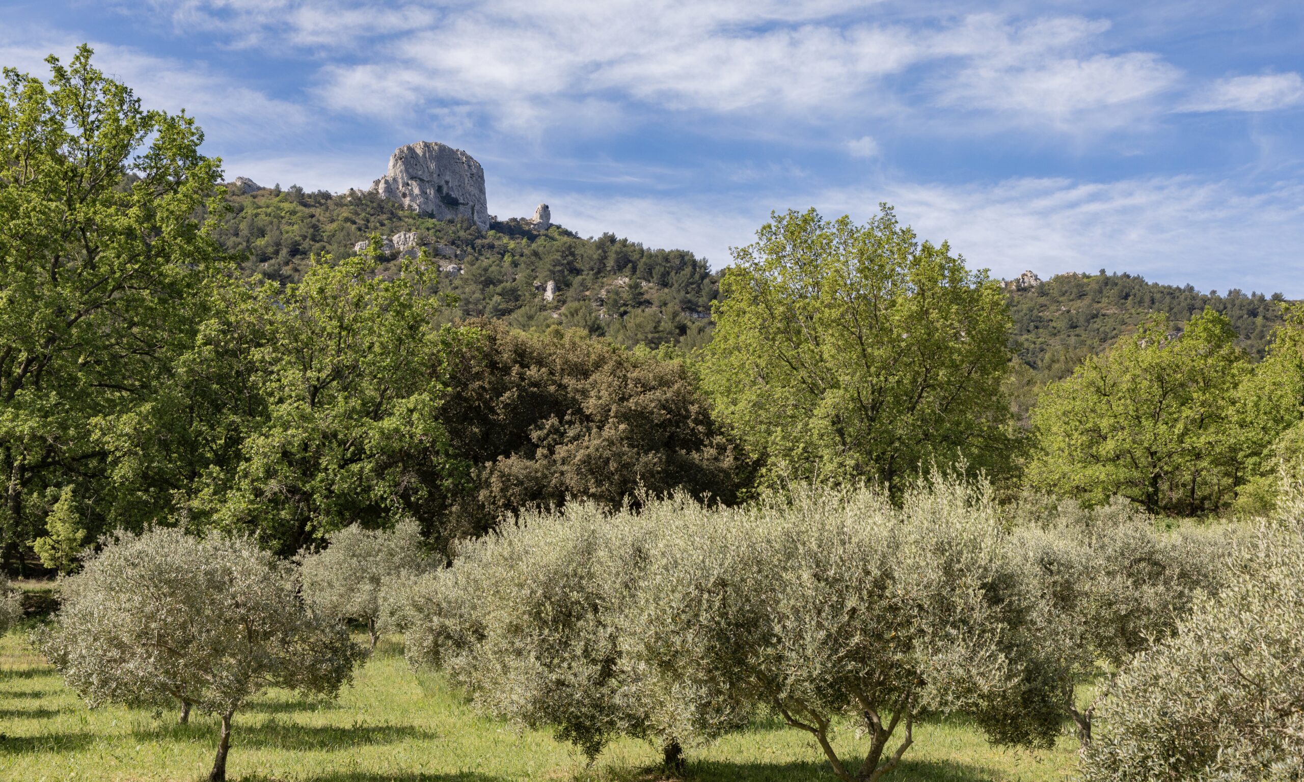 Domaine des Marres - Oliveraie - Simiane-Collongue