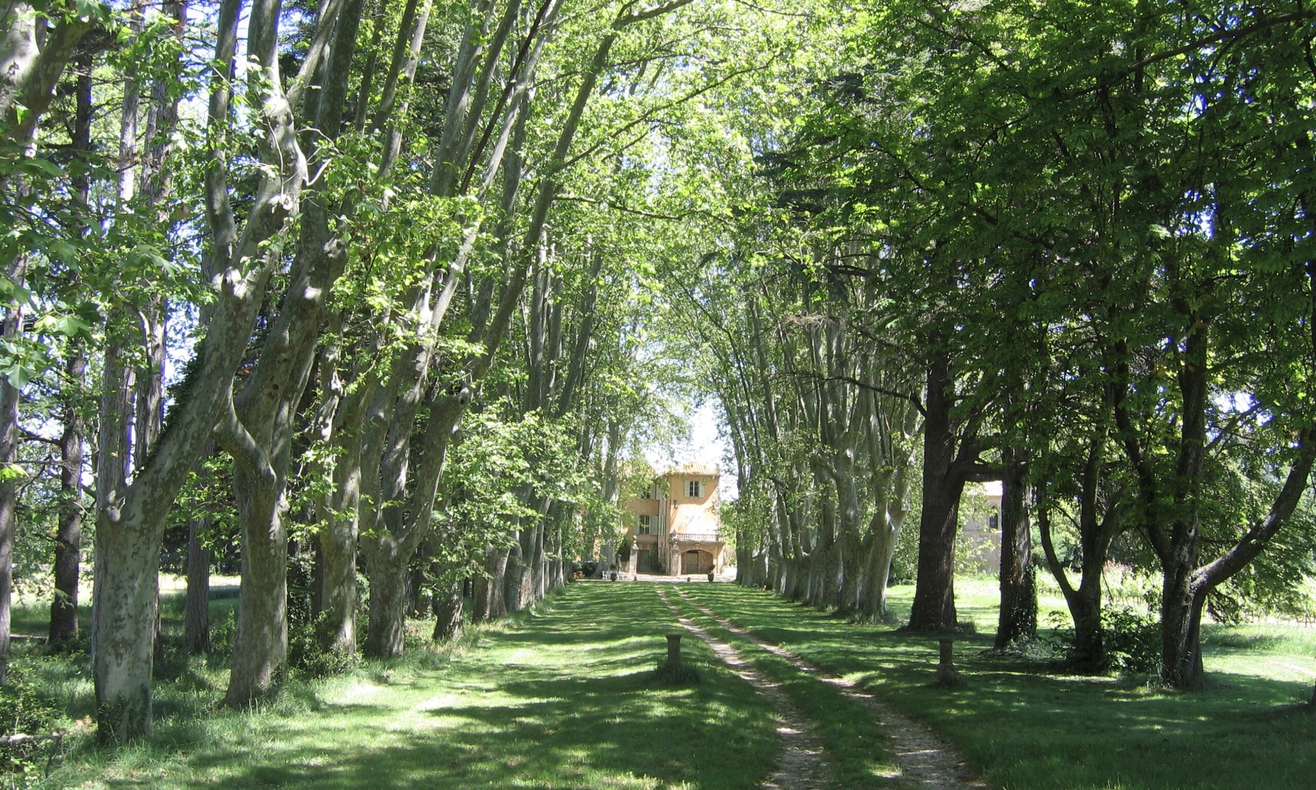 Arbre remarquable - Saint-Hippolyte - Venelles - Grand Site de France Concors Sainte-Victoire