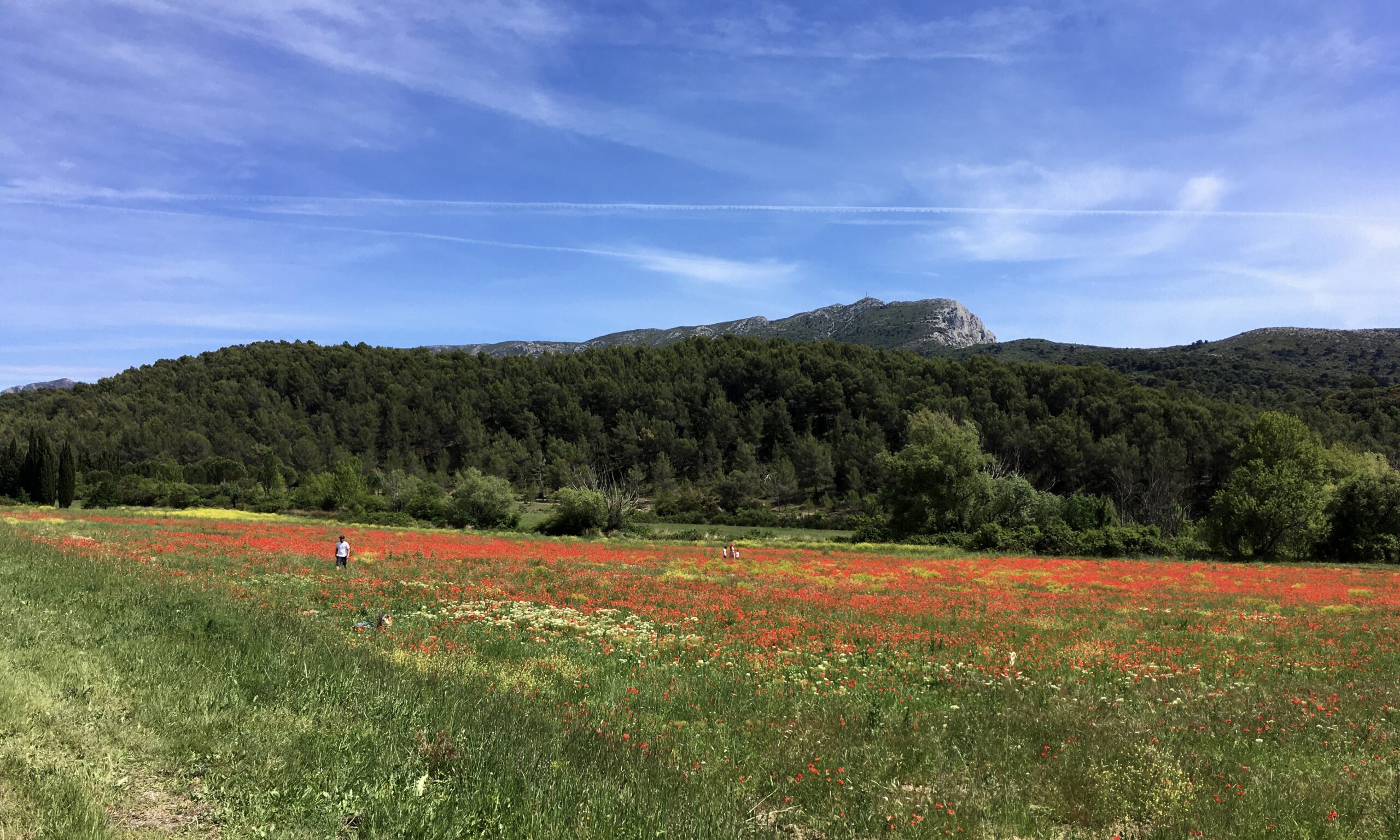 Champ de coquelicots au pied du massif de Sainte-Victoire - Grand Site de France Concors Sainte-Victoire