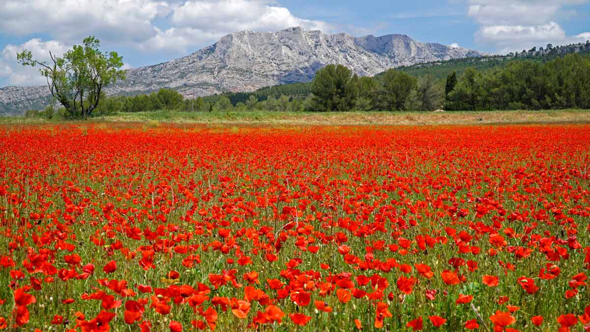 Balade dans un champ de coquelicots, Beaurecueil, expérience touristique, Tourisme et art de vivre sud de la France, métropole Aix-Marseille-Provence