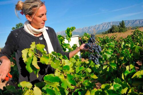 Vendanges à Puyloubier, village emblématique Aix-Marseille-Provence, vignoble sud de la France, tourisme et œnologie