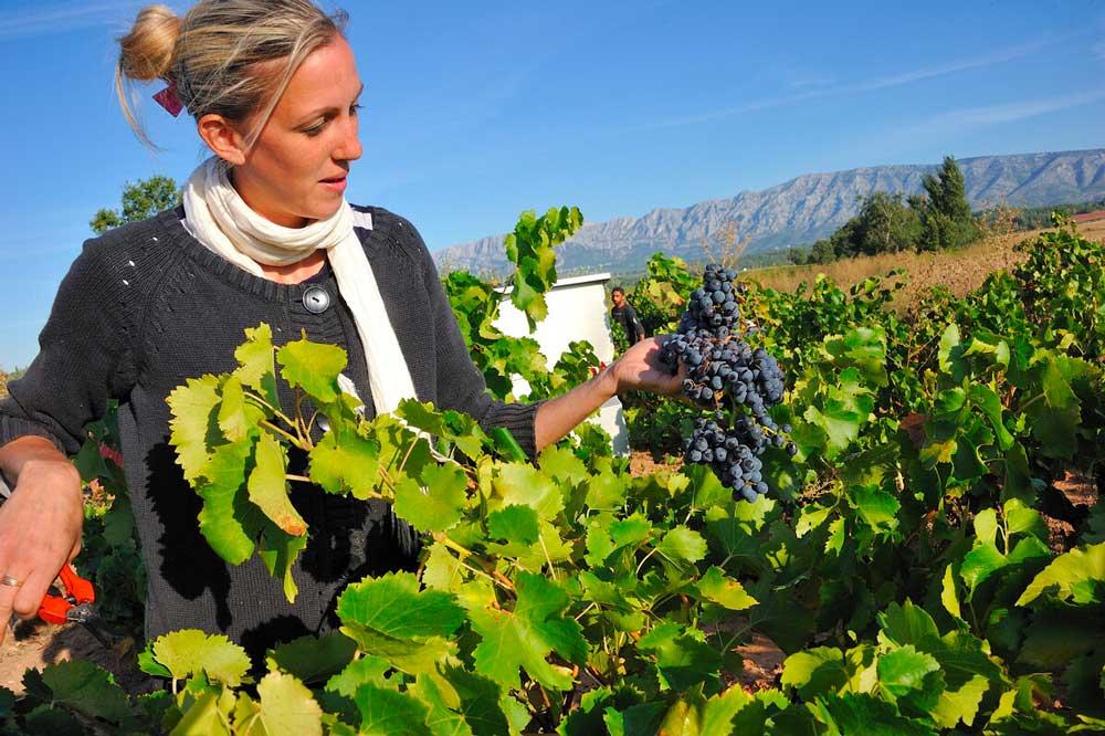 Vendanges à Puyloubier, village emblématique Aix-Marseille-Provence, vignoble sud de la France, tourisme et œnologie